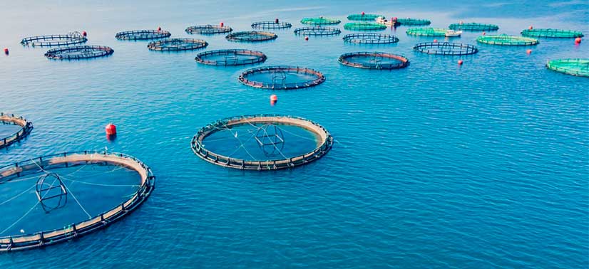 Aeração em tanques de piscicultura — aquicultura